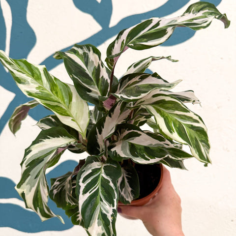 Calathea ‘Stella’ - Sprouts of Bristol