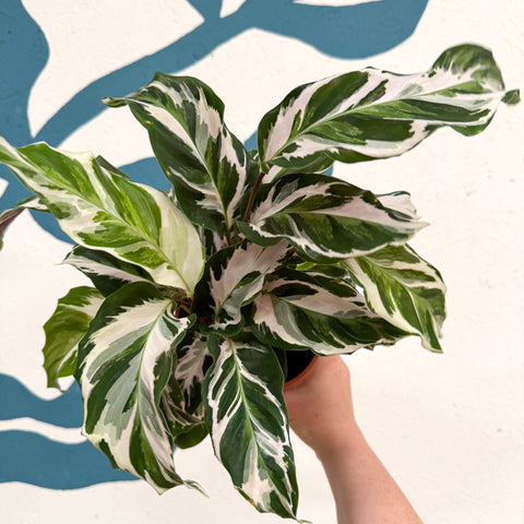 Calathea ‘Stella’ - Sprouts of Bristol