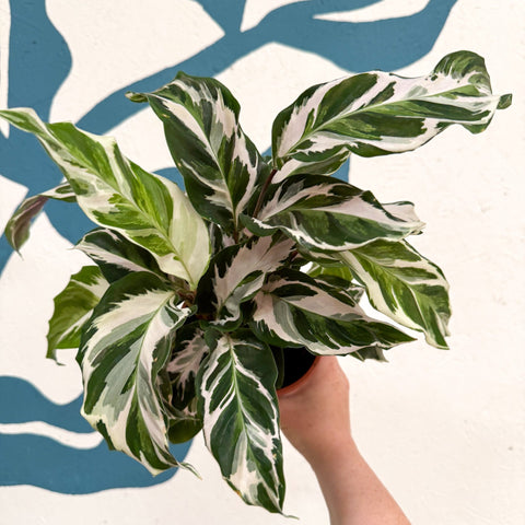 Calathea ‘Stella’ - Sprouts of Bristol