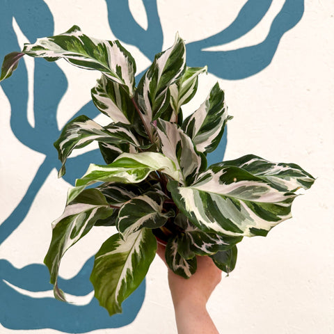 Calathea ‘Stella’ - Sprouts of Bristol