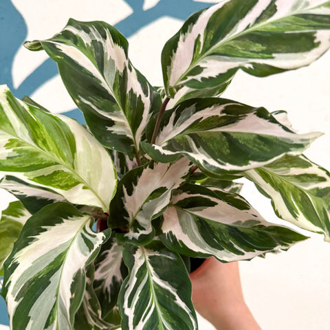 Calathea ‘Stella’ - Sprouts of Bristol