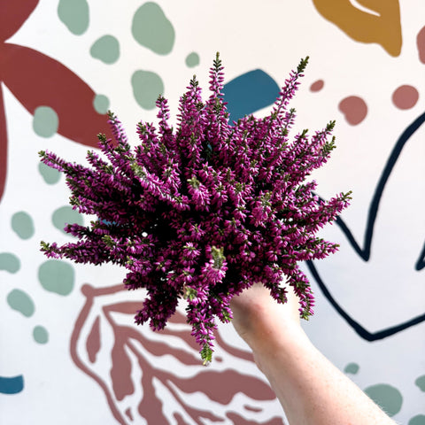 Calluna vulgaris ‘Beauty Ladies® Lila’ – Lilac Heather - Sprouts of Bristol