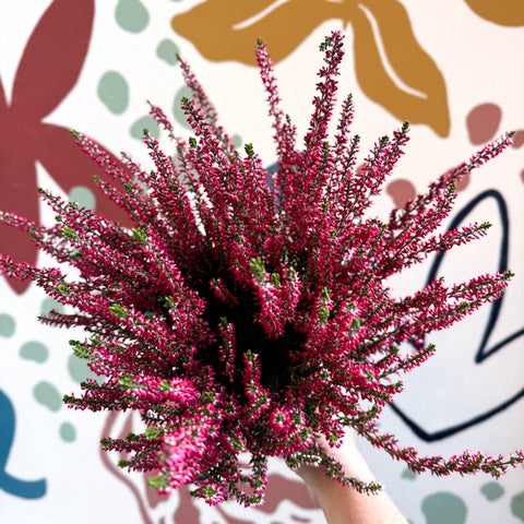 Calluna vulgaris 'Beauty Ladies® Rood' – Red Heather - Sprouts of Bristol
