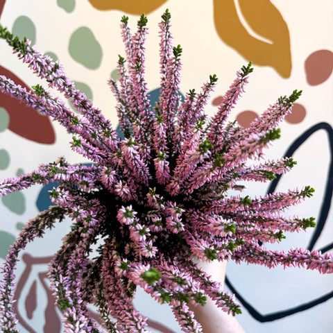 Calluna vulgaris ‘Beauty Ladies® Roze’ – Pink Heather - Sprouts of Bristol