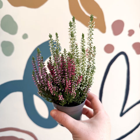 Calluna vulgaris ‘Beauty Ladies® Trio Girl’ - Mixed Heather - Sprouts of Bristol