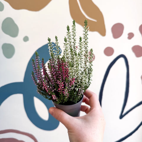 Calluna vulgaris ‘Beauty Ladies® Trio Girl’ - Mixed Heather - Sprouts of Bristol