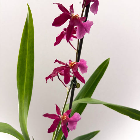 Cambria Orchid (Oncidium - type hybrid) – Pink & Fragrant - Sprouts of Bristol