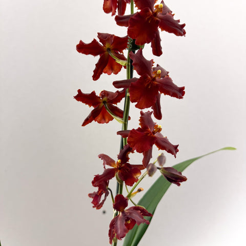 Cambria Orchid (Oncidium - type hybrid) – Red & Burgundy - Sprouts of Bristol
