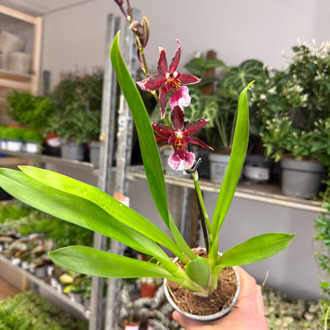 Cambria Orchid (Oncidium - Type Hybrid) - Sprouts of Bristol