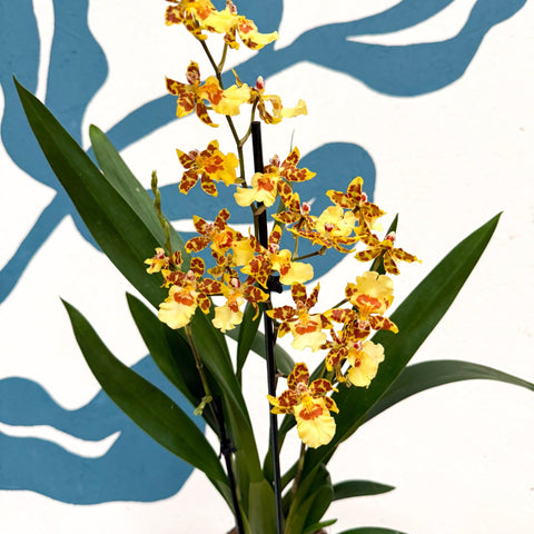Cambria ‘Pacific Sunset’ – Cambria Orchid - Sprouts of Bristol