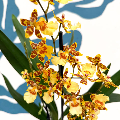 Cambria ‘Pacific Sunset’ – Cambria Orchid - Sprouts of Bristol