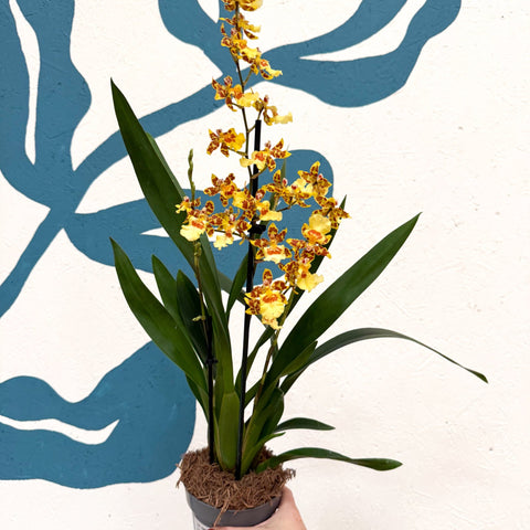 Cambria ‘Pacific Sunset’ – Cambria Orchid - Sprouts of Bristol