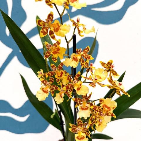 Cambria ‘Pacific Sunset’ – Cambria Orchid - Sprouts of Bristol