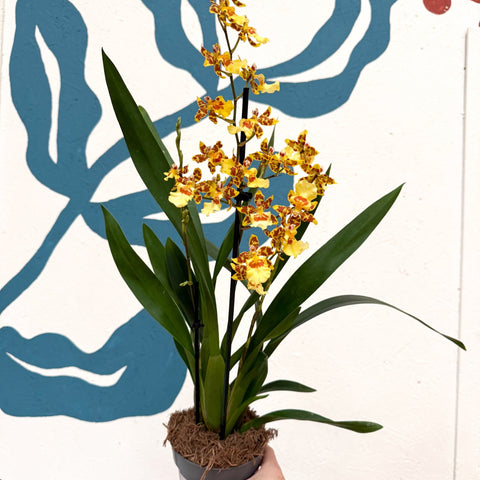 Cambria ‘Pacific Sunset’ – Cambria Orchid - Sprouts of Bristol