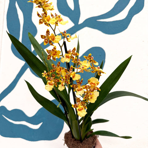 Cambria ‘Pacific Sunset’ – Cambria Orchid - Sprouts of Bristol