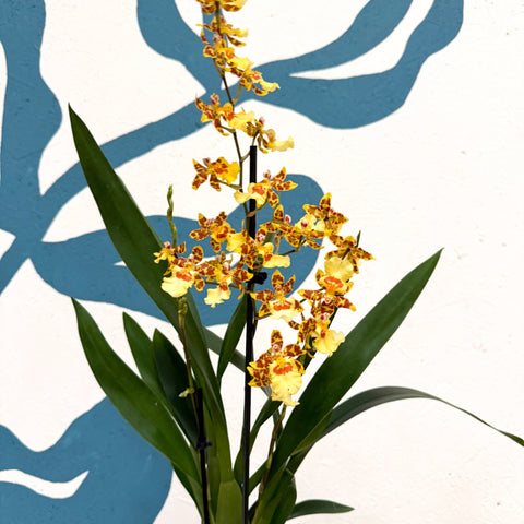 Cambria ‘Pacific Sunset’ – Cambria Orchid - Sprouts of Bristol