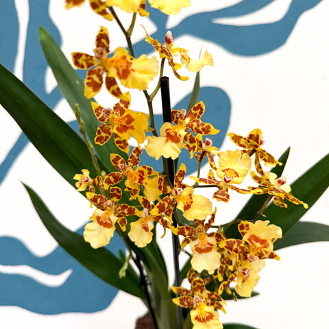 Cambria ‘Pacific Sunset’ – Cambria Orchid - Sprouts of Bristol