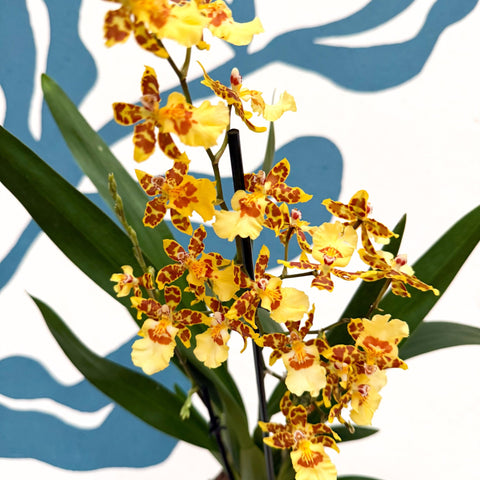 Cambria ‘Pacific Sunset’ – Cambria Orchid - Sprouts of Bristol