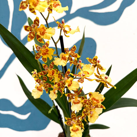 Cambria ‘Pacific Sunset’ – Cambria Orchid - Sprouts of Bristol