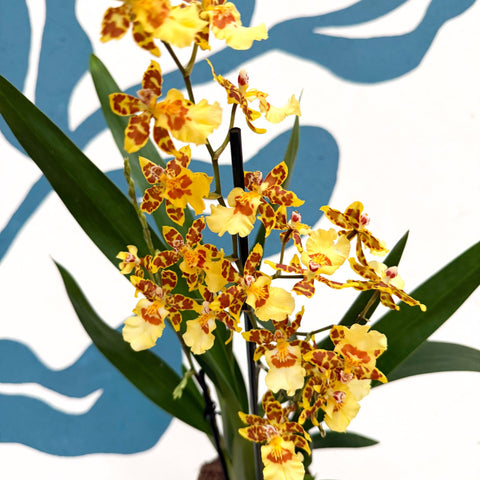 Cambria ‘Pacific Sunset’ – Cambria Orchid - Sprouts of Bristol