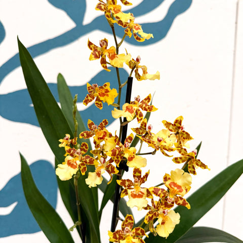 Cambria ‘Pacific Sunset’ – Cambria Orchid - Sprouts of Bristol