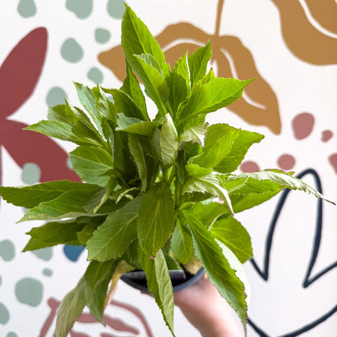 Cardinal Flower - Lobelia 'Starship Blue' - British Grown Perennial - Sprouts of Bristol