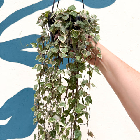 Ceropegia woodii 'Merel' - String of Hearts - Sprouts of Bristol
