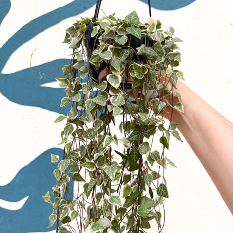 Ceropegia woodii 'Merel' - String of Hearts - Sprouts of Bristol