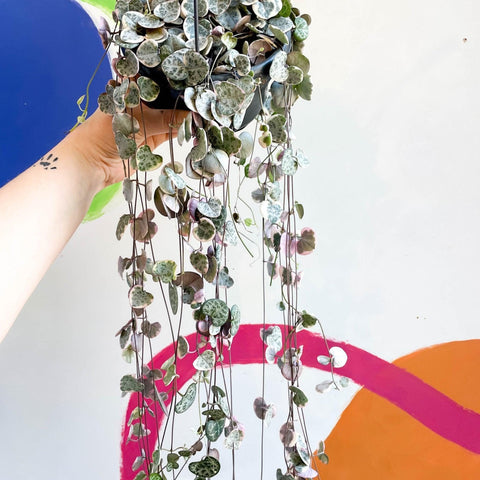 Ceropegia woodii variegata - Variegated String of Hearts - Sprouts of Bristol