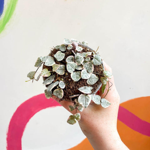 Ceropegia woodii variegata - Variegated String of Hearts - Sprouts of Bristol