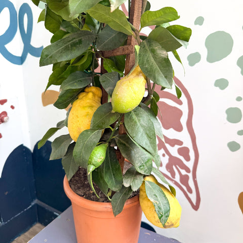 Citrus × limon – Lemon Tree - Sprouts of Bristol