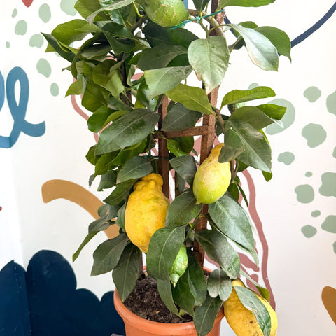 Citrus × limon – Lemon Tree - Sprouts of Bristol