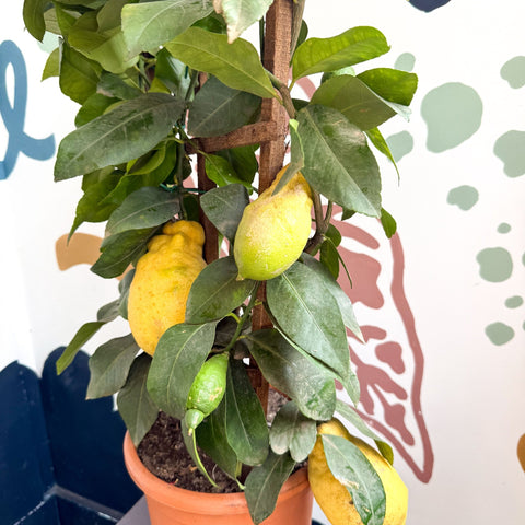 Citrus × limon – Lemon Tree - Sprouts of Bristol