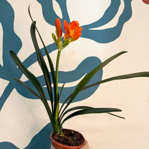 Clivia miniata - Bush Lily - Sprouts of Bristol