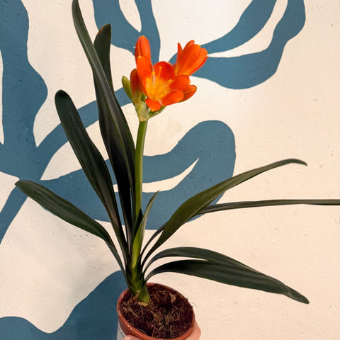 Clivia miniata - Bush Lily - Sprouts of Bristol