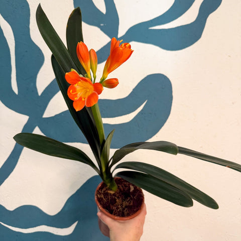 Clivia miniata - Bush Lily - Sprouts of Bristol