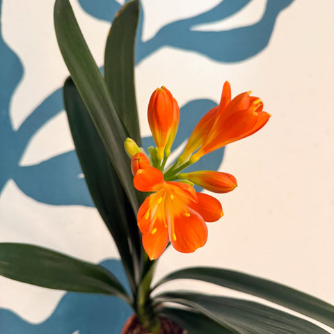 Clivia miniata - Bush Lily - Sprouts of Bristol