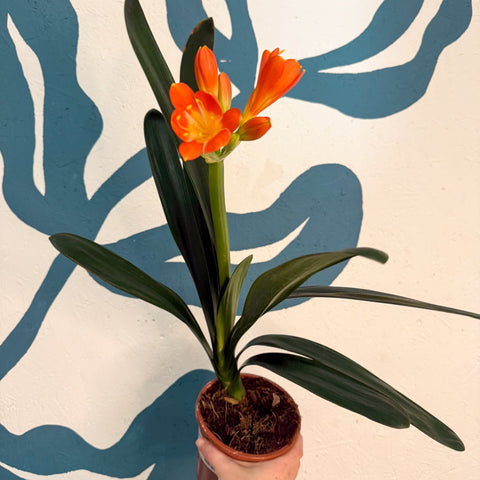 Clivia miniata - Bush Lily - Sprouts of Bristol