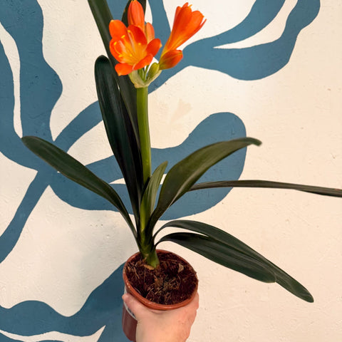 Clivia miniata - Bush Lily - Sprouts of Bristol