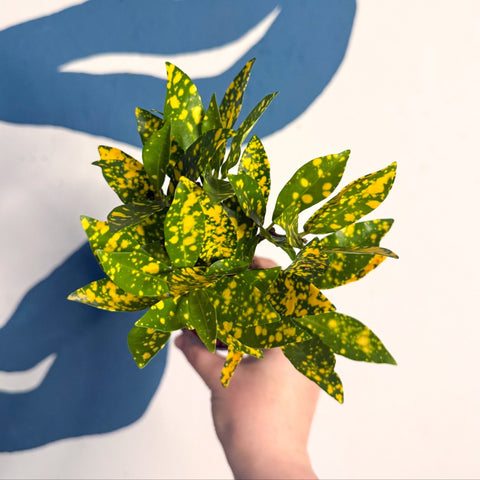 Codiaeum ‘Gold’ – Croton - Sprouts of Bristol