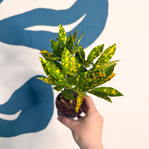 Codiaeum ‘Gold’ – Croton - Sprouts of Bristol