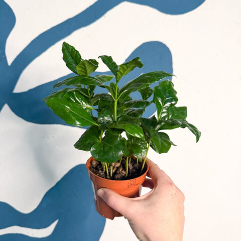 Coffea arabica - Coffee Plant - Sprouts of Bristol