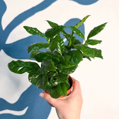 Coffea arabica - Coffee Plant - Sprouts of Bristol