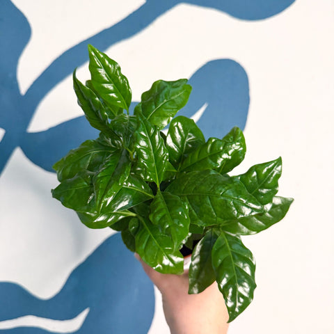 Coffea arabica - Coffee Plant - Sprouts of Bristol