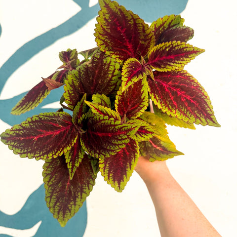 Coleus ‘Ruby Road’ – Painted Nettle - Sprouts of Bristol