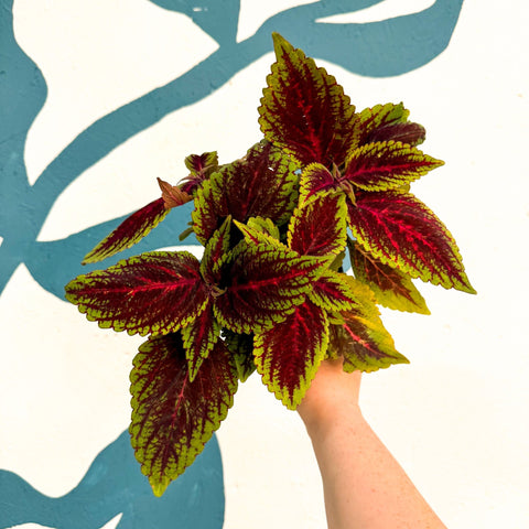 Coleus ‘Ruby Road’ – Painted Nettle - Sprouts of Bristol