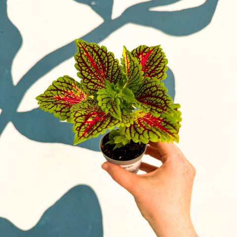 Coleus 'Spacecake' - Painted Nettle - Sprouts of Bristol