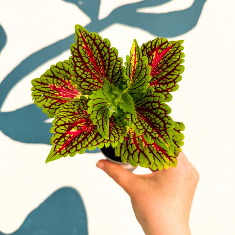 Coleus 'Spacecake' - Painted Nettle - Sprouts of Bristol