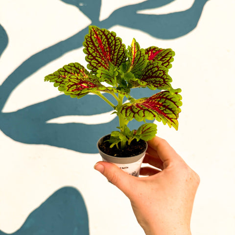 Coleus 'Spacecake' - Painted Nettle - Sprouts of Bristol