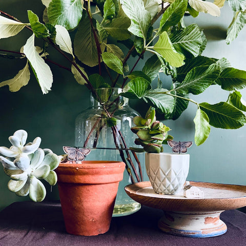Common Blue Butterfly Plant Pot Companions - Sprouts of Bristol